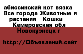абиссинский кот вязка - Все города Животные и растения » Кошки   . Кемеровская обл.,Новокузнецк г.